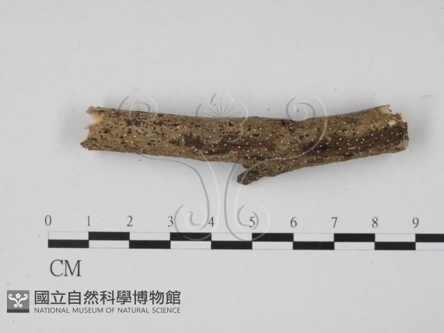 登錄號:F0017972藏品圖，第4張