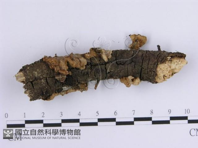 韌革菌屬藏品圖，第4張