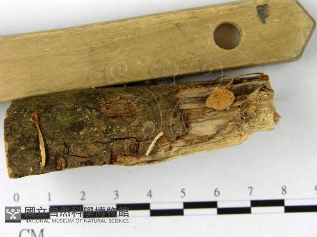 登錄號:F0010672藏品圖，第4張