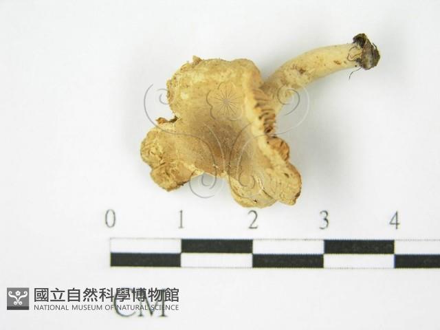 登錄號:F0009672藏品圖，第4張