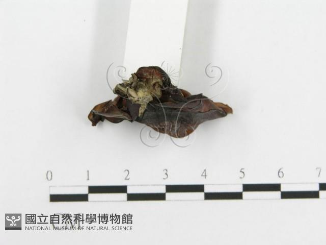 木耳屬藏品圖，第4張