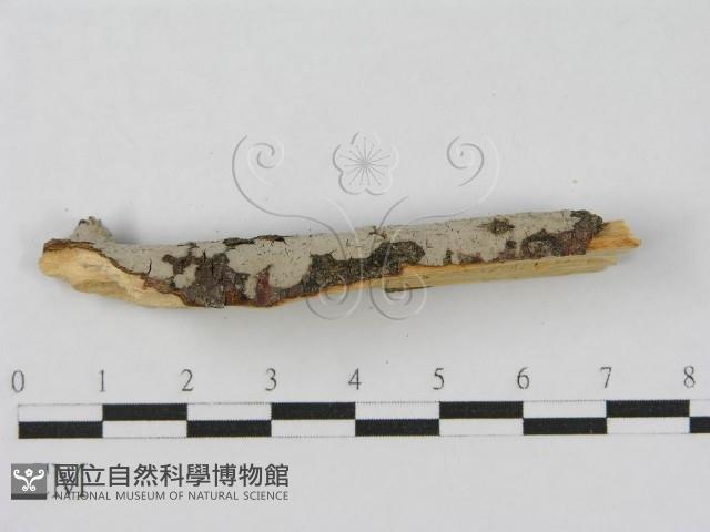 登錄號:F0010472藏品圖，第4張