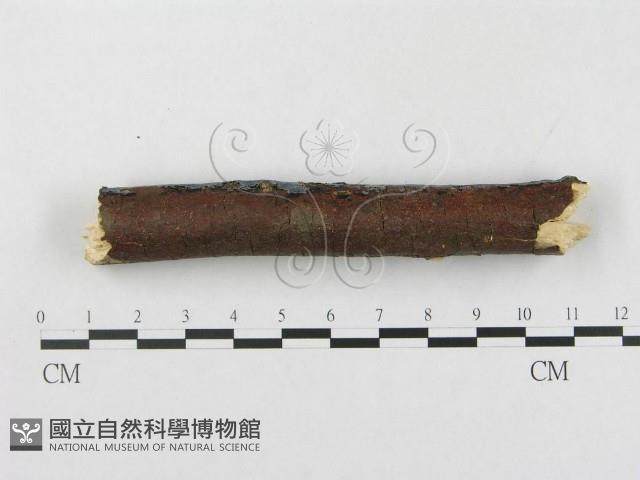 登錄號:F0001472藏品圖，第4張