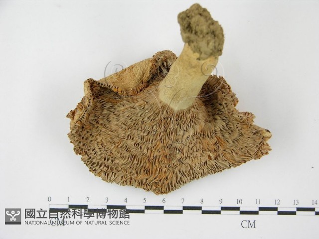 登錄號:F0003472藏品圖，第4張