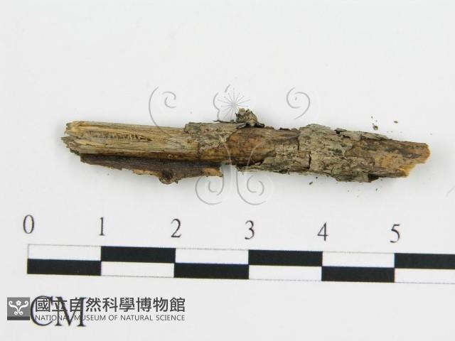 登錄號:F0016772藏品圖，第4張