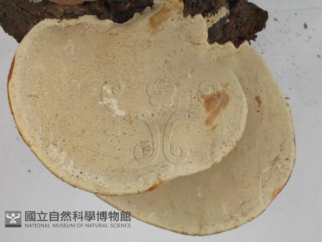 登錄號:F0022772藏品圖，第4張