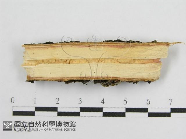 登錄號:F0015772藏品圖，第4張