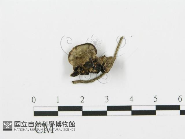 煙管菌藏品圖，第4張
