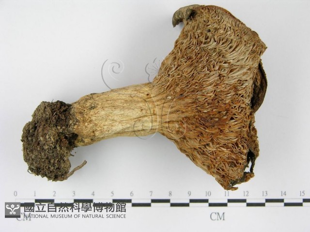 登錄號:F0003772藏品圖，第4張