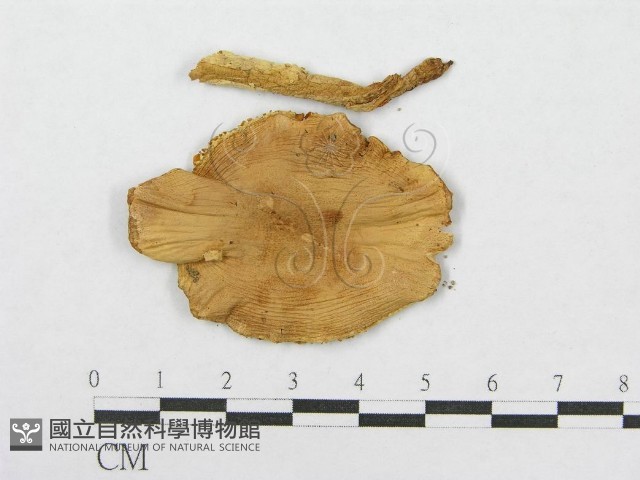 鵝膏屬藏品圖，第4張