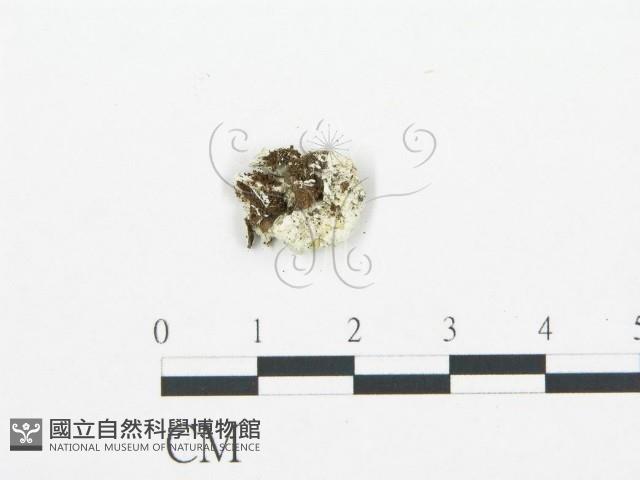 登錄號:F0017572藏品圖，第4張