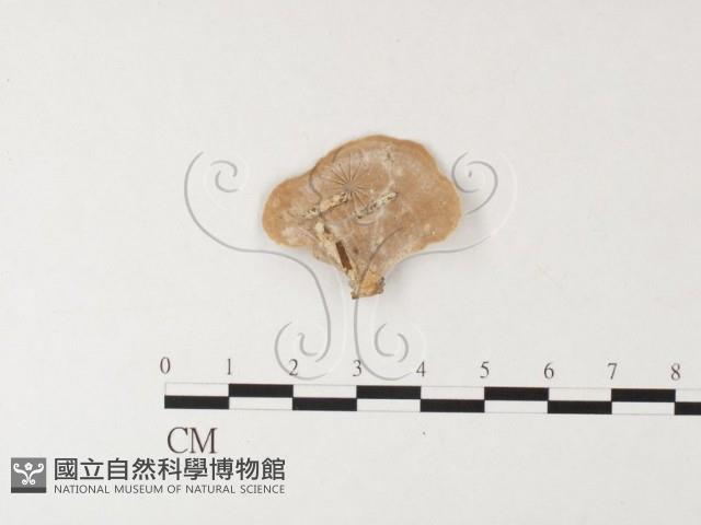 登錄號:F0026172藏品圖，第4張