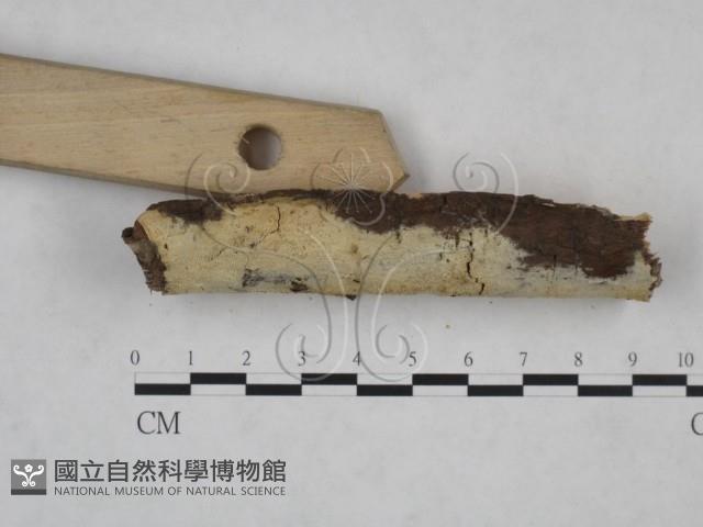 登錄號:F0025172藏品圖，第4張