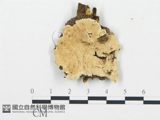 登錄號:F0006072藏品圖，第4張