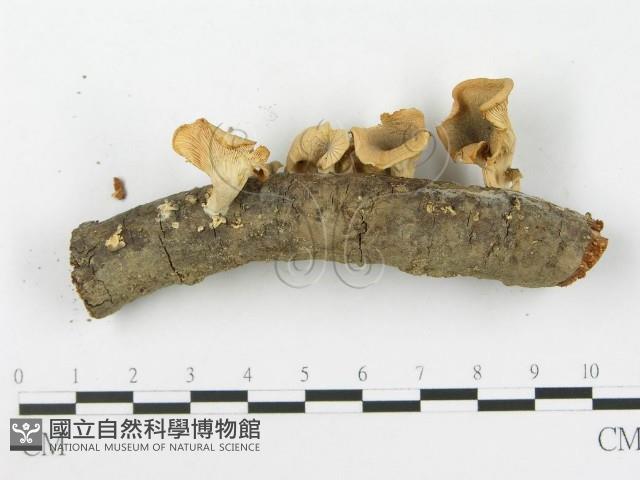 館號:F0016072藏品圖，第4張