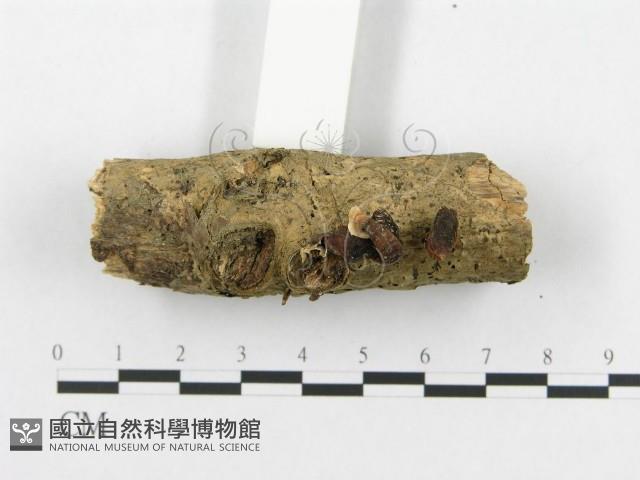 登錄號:F0019072藏品圖，第4張