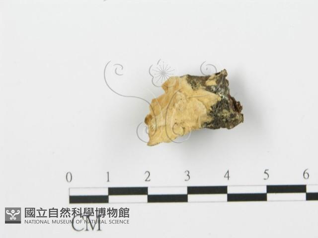 登錄號:F0006372藏品圖，第1張