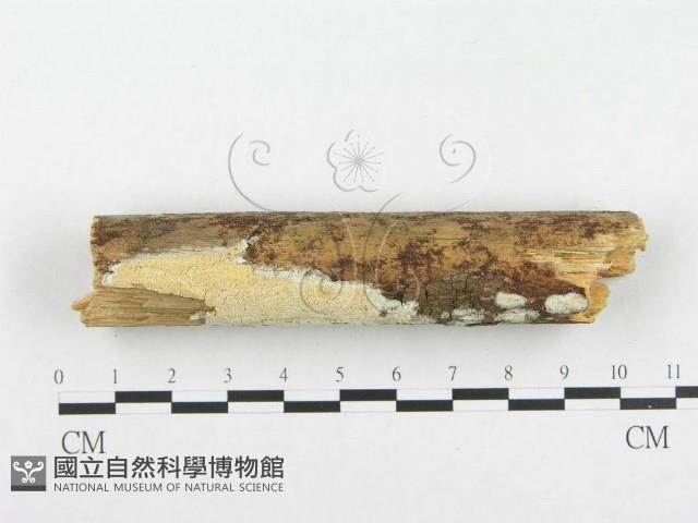 登錄號:F0001372藏品圖，第4張