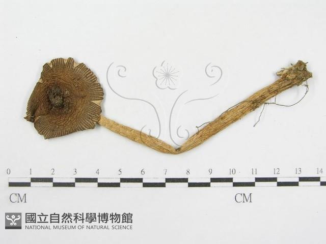 登錄號:F0012372藏品圖，第4張