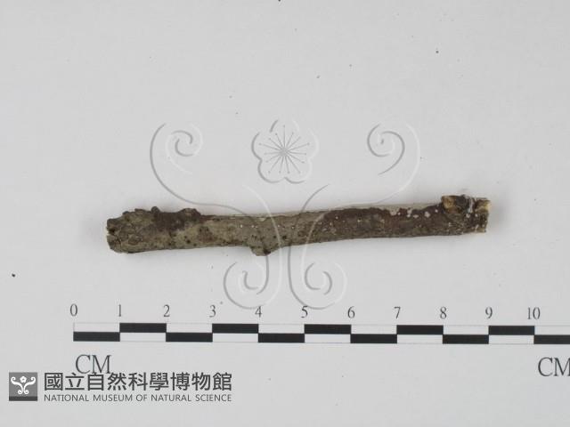 登錄號:F0005372藏品圖，第4張