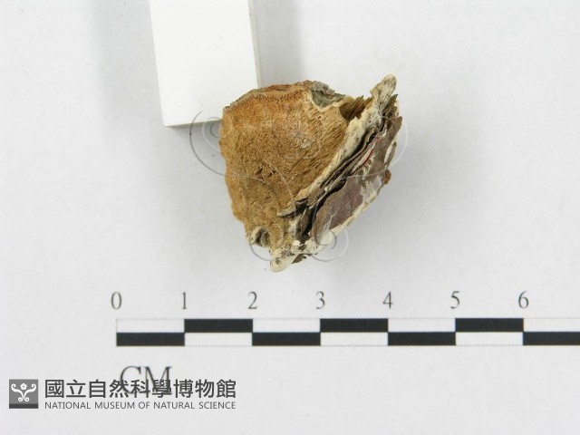 登錄號:F0007267藏品圖，第4張