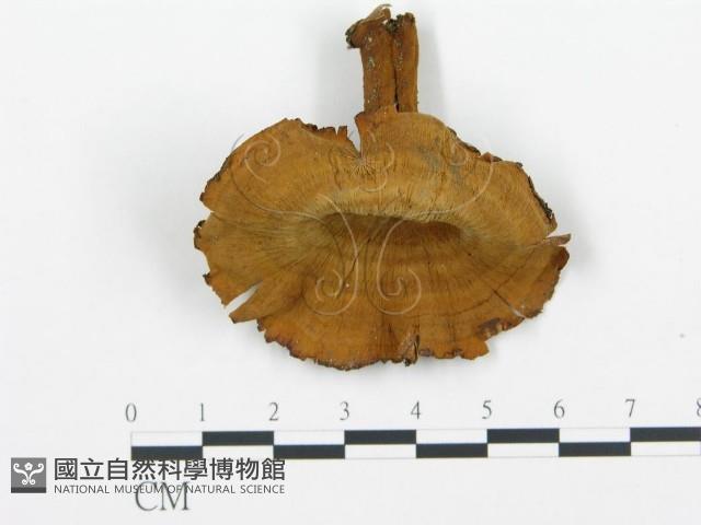 登錄號:F0018867藏品圖，第4張