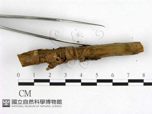登錄號:F0001867藏品圖，第4張