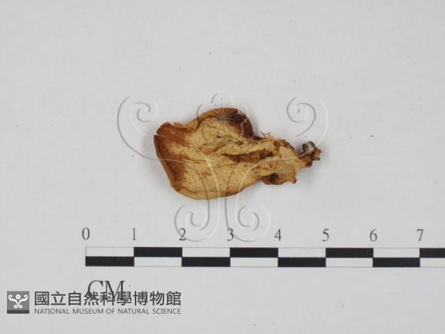 登錄號:F0017867藏品圖，第4張