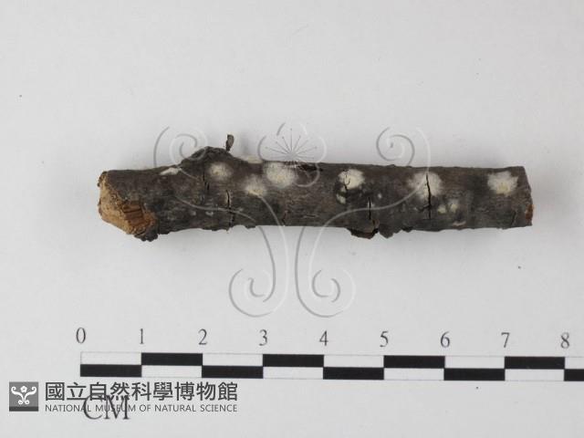 登錄號:F0023867藏品圖，第4張