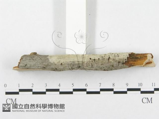 登錄號:F0001967藏品圖，第4張