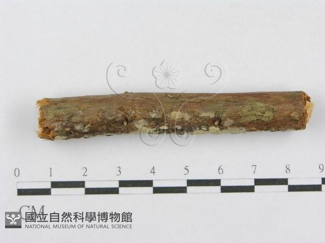 射脈菌屬藏品圖，第4張