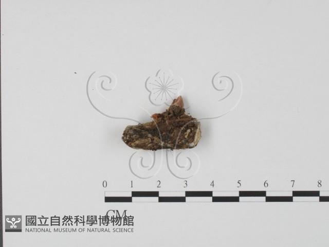 登錄號:F0017967藏品圖，第4張