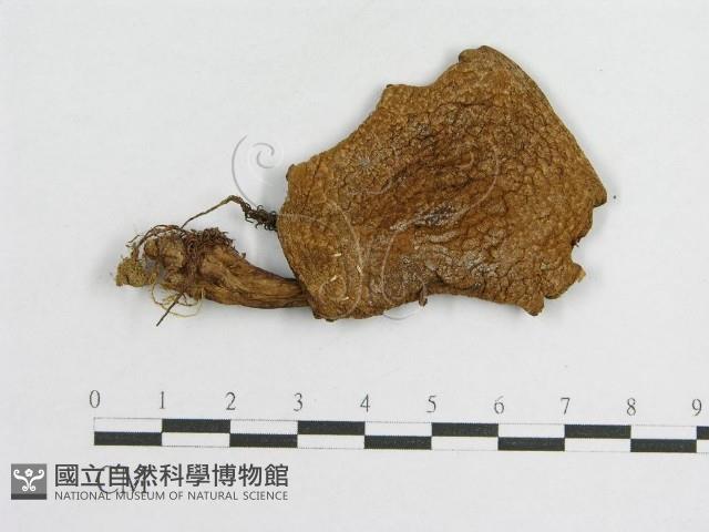 登錄號:F0009667藏品圖，第4張