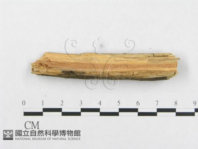 骨皮菌屬藏品圖，第4張