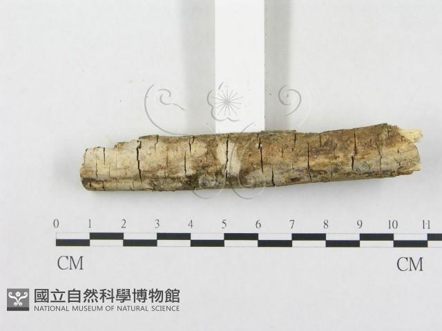 樹脂殼菌屬藏品圖，第4張