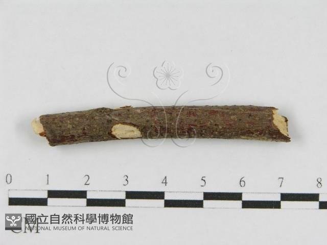 登錄號:F0010467藏品圖，第4張