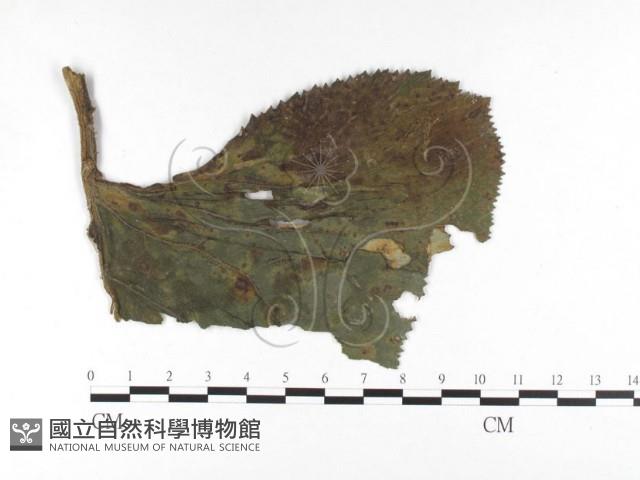 登錄號:F0026467藏品圖，第4張