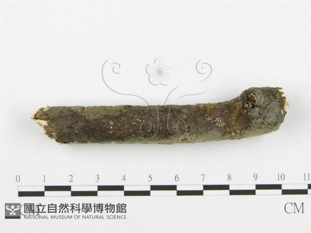 登錄號:F0013467藏品圖，第4張