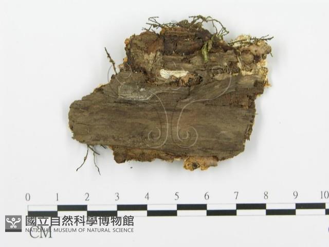 登錄號:F0019767藏品圖，第4張