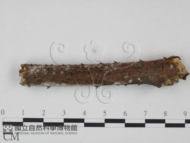 冇骨消絲齒菌藏品圖，第4張