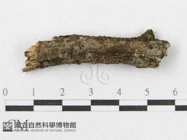 登錄號:F0007567藏品圖，第4張