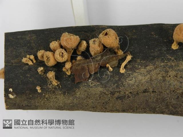 登錄號:F0001167藏品圖，第4張