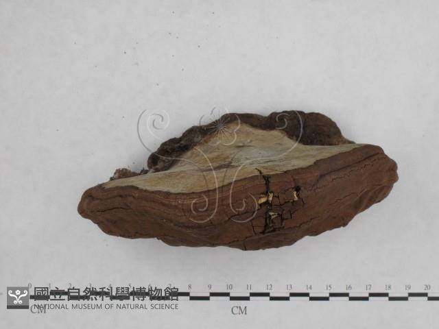 登錄號:F0014167藏品圖，第4張