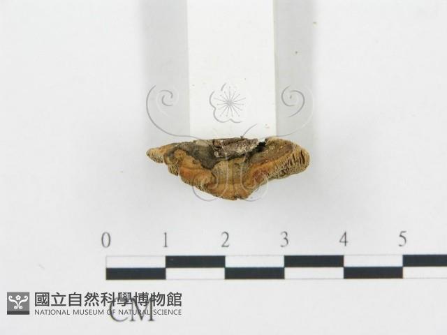 登錄號:F0007167藏品圖，第4張