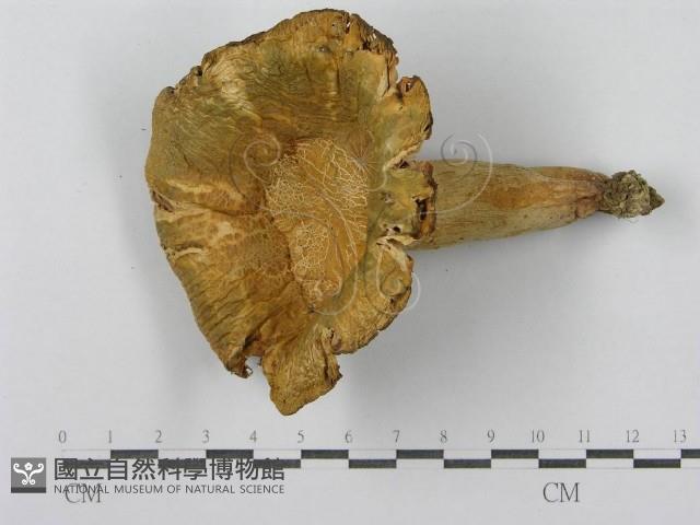 登錄號:F0013167藏品圖，第4張