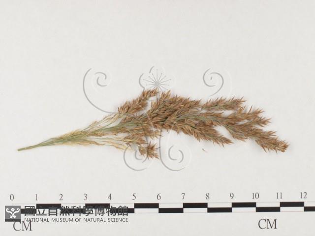 登錄號:F0026367藏品圖，第4張