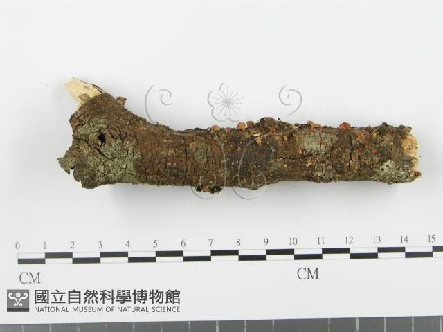 登錄號:F0002367藏品圖，第4張