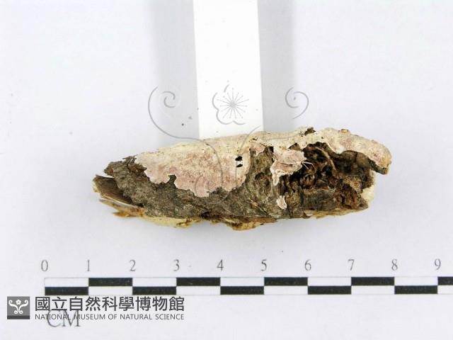 射脈菌屬藏品圖，第4張