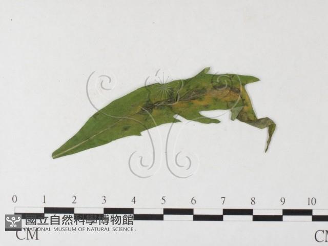 登錄號:F0026227藏品圖，第4張