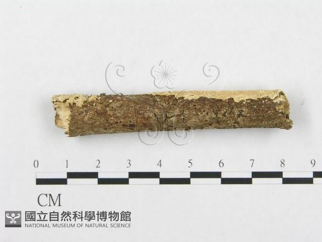 登錄號:F0001227藏品圖，第4張
